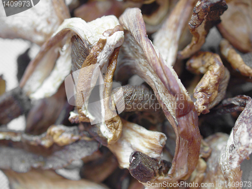 Image of Mushrooms picture