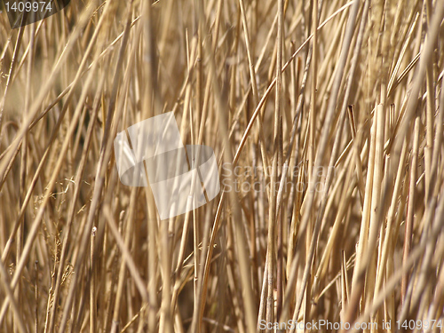 Image of Grass meadow weed