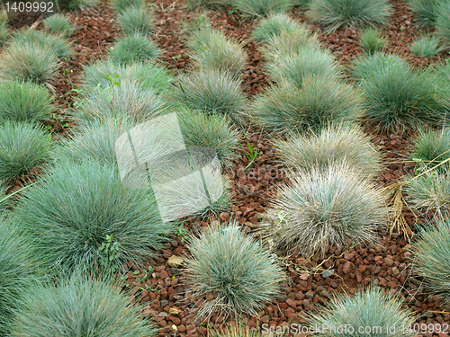 Image of Shrubs