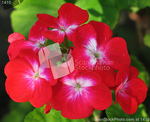 Image of The flowers in red