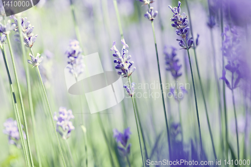 Image of lavender art