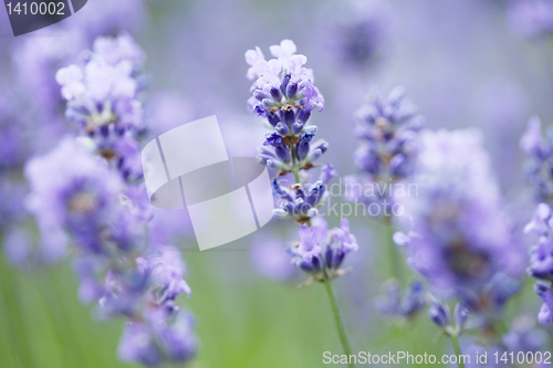 Image of lavender