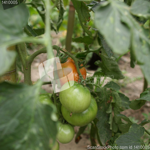 Image of Tomato