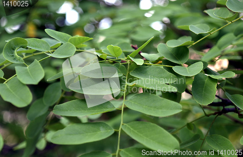 Image of Foliage picture