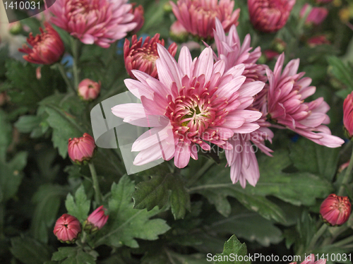 Image of Chrysanthemum picture