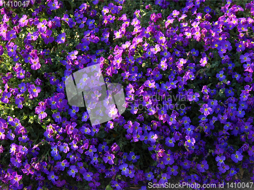 Image of Flowers