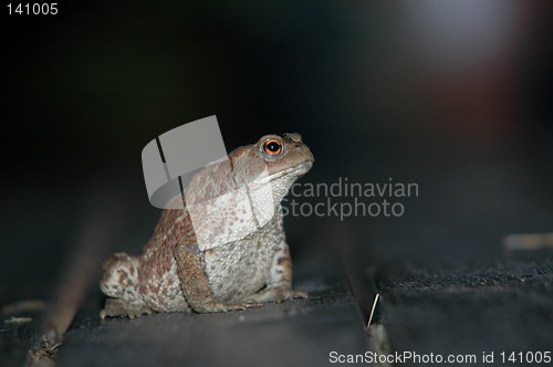 Image of Zool by night