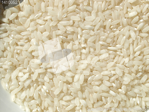 Image of Rice picture