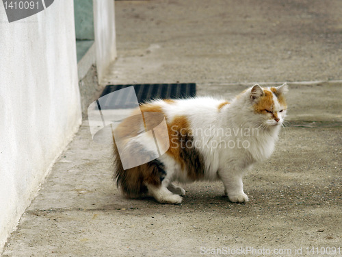 Image of Cat picture