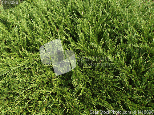 Image of Leaves background