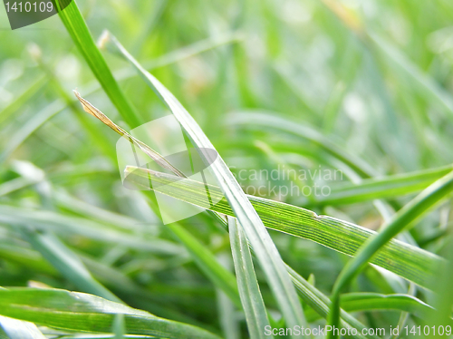 Image of Grass meadow weed