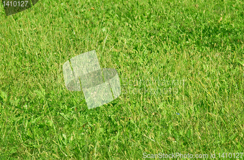 Image of Grass meadow