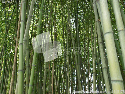 Image of Bamboo picture