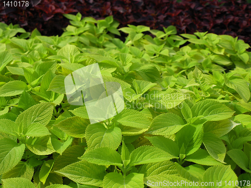 Image of Coleus Nettle plant