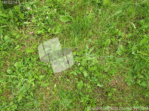 Image of Grass meadow