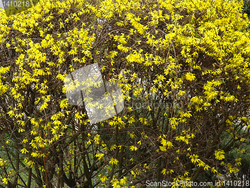 Image of Forsythia flowers