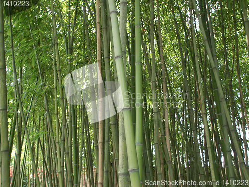 Image of Bamboo picture