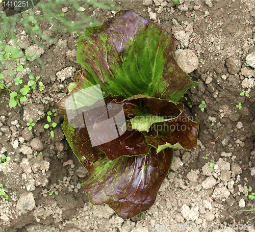 Image of Salad picture