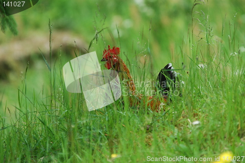 Image of Rooster