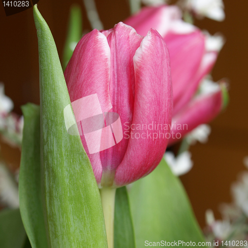 Image of Tulip picture