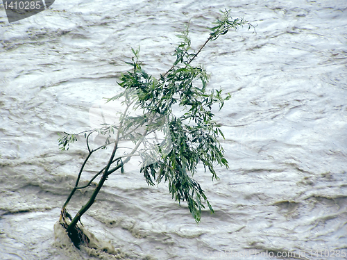 Image of Lonely tree resisting flood