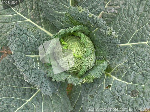 Image of Cabbage picture