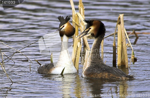 Image of Great Crested Grebe