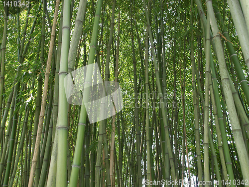 Image of Bamboo picture
