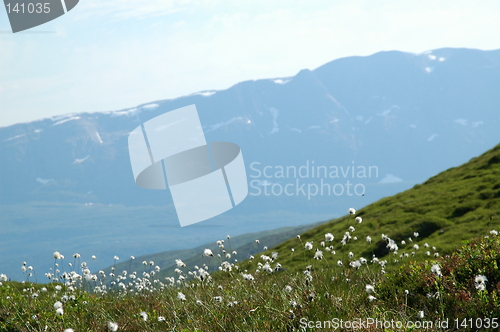 Image of Bog grass and mountain