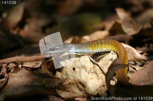 Image of green tree snake