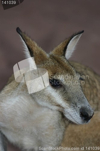 Image of kangsroo