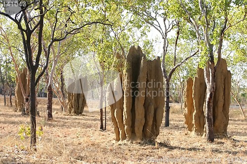 Image of termite hill