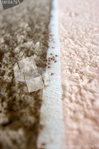 Image of ants roads