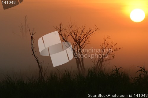 Image of trees at morning fog