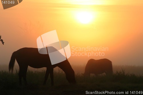 Image of horses at sunrise