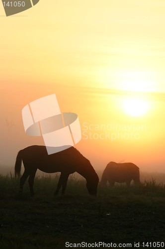 Image of horses at sunrise