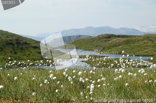 Image of Bog cotton and lake