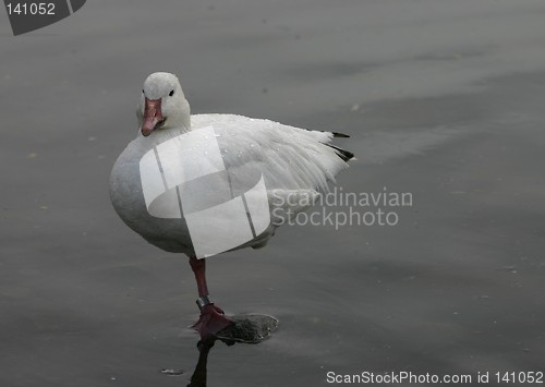 Image of snow goose