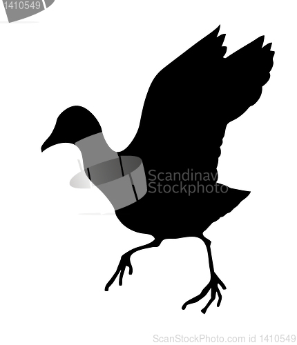 Image of vector silhouette of the wild bird on white background