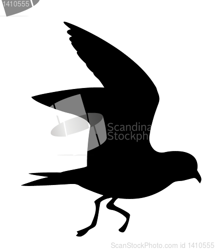 Image of vector silhouette of the wild bird on white background