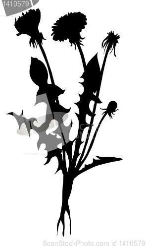 Image of vector silhouette dandelion on white background