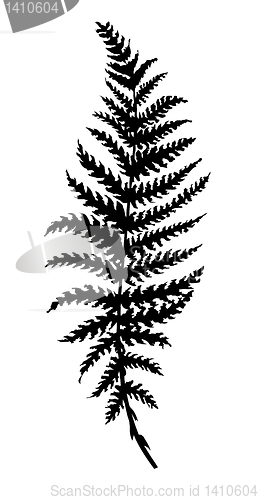 Image of vector silhouette sheet fern on white background