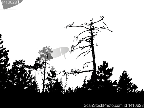 Image of vector drawing