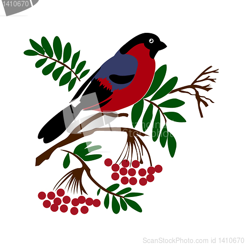 Image of vector silhouette of the bullfinch on white background