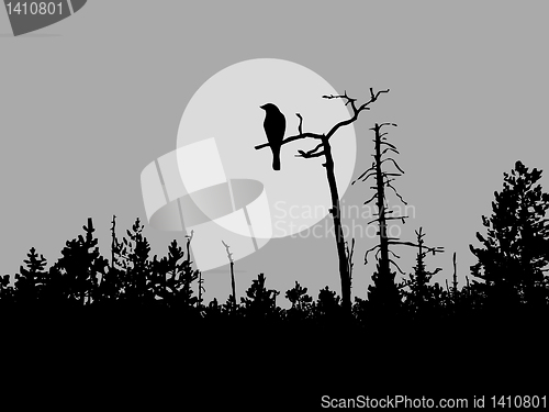 Image of vector drawing