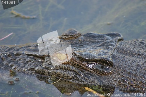 Image of crocodile