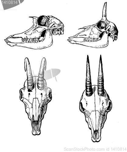 Image of vector drawing