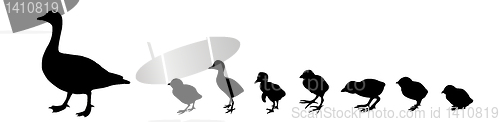 Image of vector silhouette duck with nestling on white background