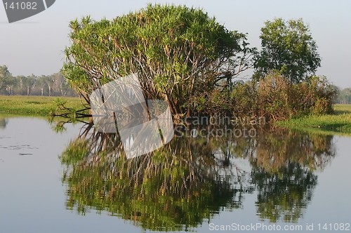 Image of crocodile river