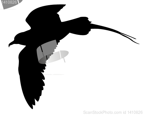 Image of vector silhouette of the sea bird on white background